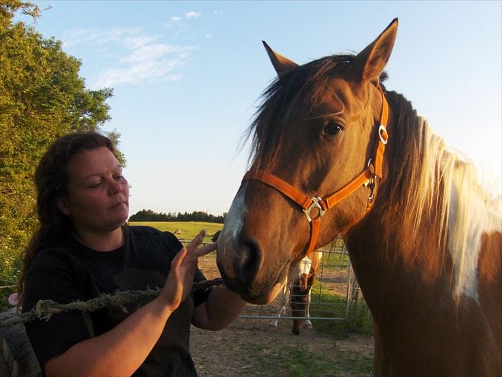 Irish Cob Crossbreed Bambie blue - sussi giver bambie solcrem på mulen :P billede 4