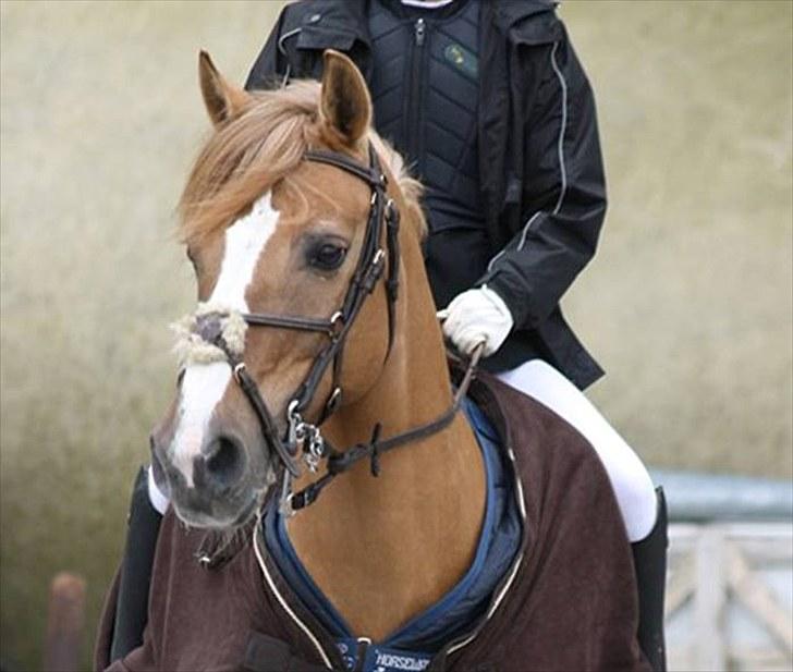 Anden særlig race Golden Amber..Hjemme igen<3 - Veloplagt stævnepony....STRK billede 11