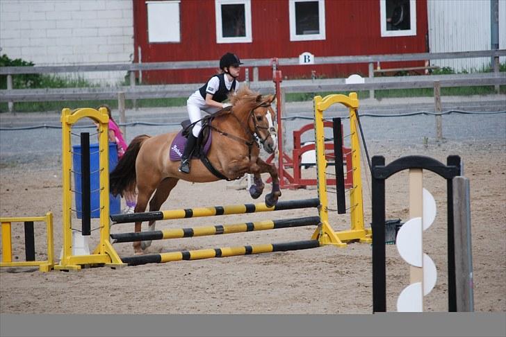 Anden særlig race Golden Amber..Hjemme igen<3 - Stævne på HGR billede 12