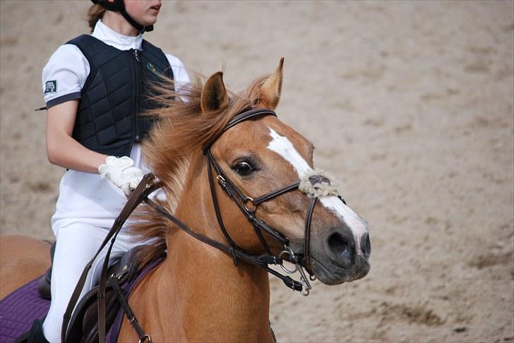 Anden særlig race Golden Amber..Hjemme igen<3 - Meget springglad pony i fuld fart :o) billede 13