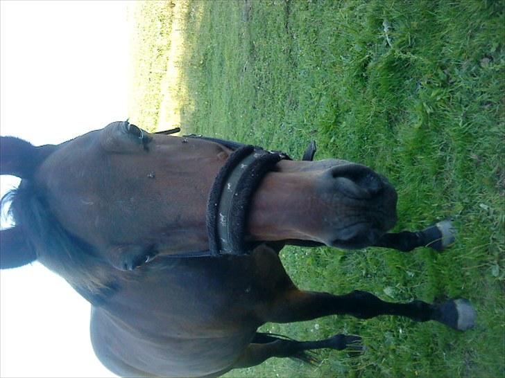 Traver Stengårdens Calle billede 6