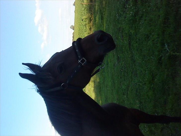 Traver Stengårdens Calle billede 8