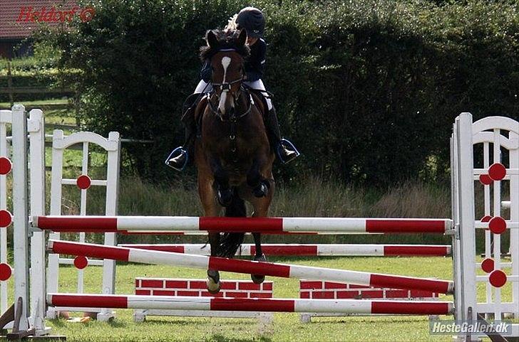 New Forest Kærgaardens Chopin B-PONY (solgt) - Stævne i slangerup LB/LA. Billede: Heldolf. billede 20