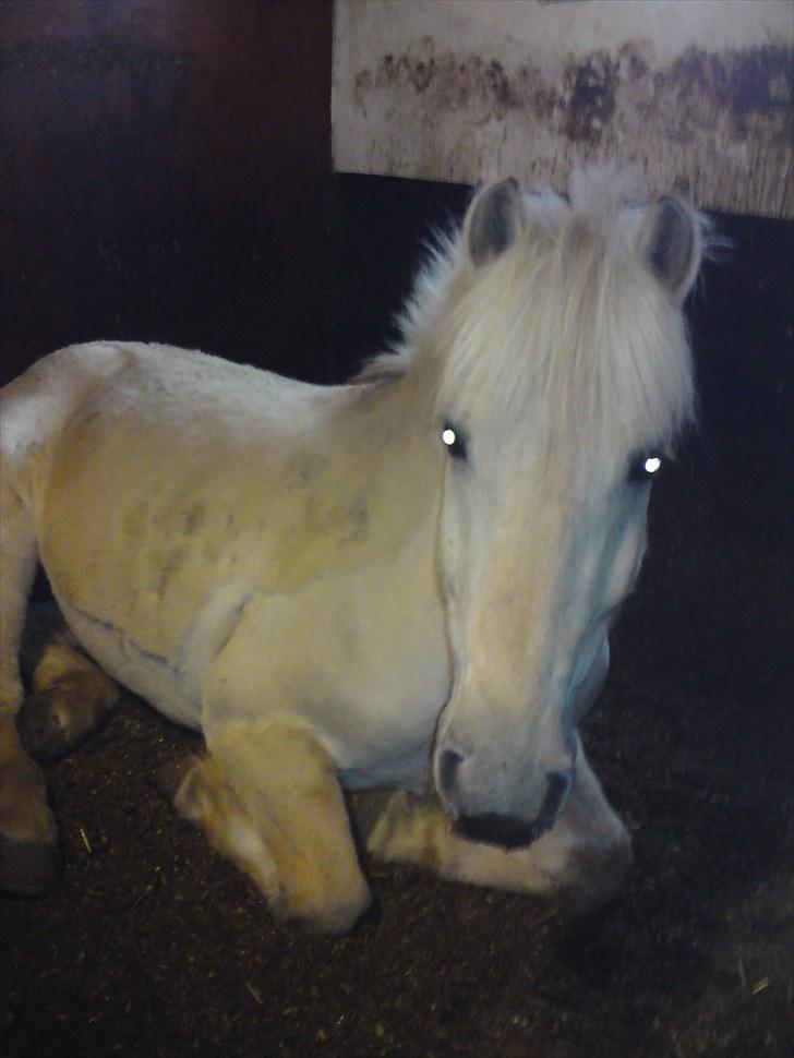 Fjordhest Fjordlys Armani + RIP + - Farvel allesammen, og tak for denne gang! R.I.P. Armani - du vil altid være elsket og savnet skat <3 billede 19