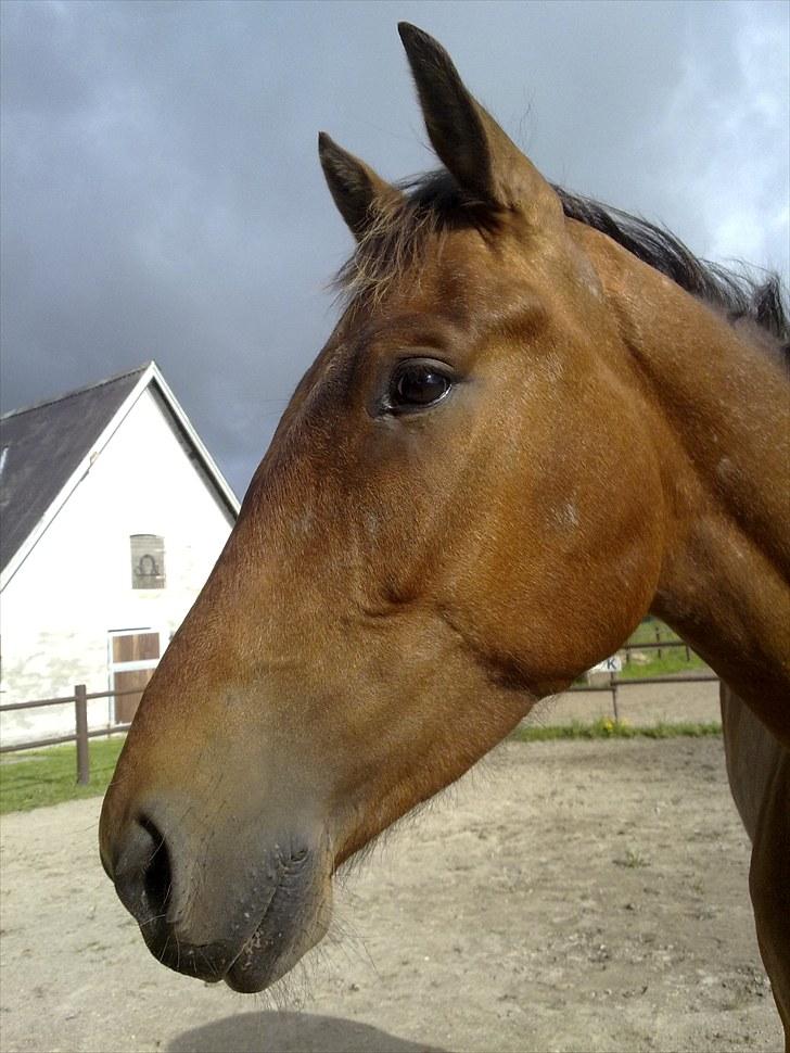 Anden særlig race Lando - nyere billede billede 9