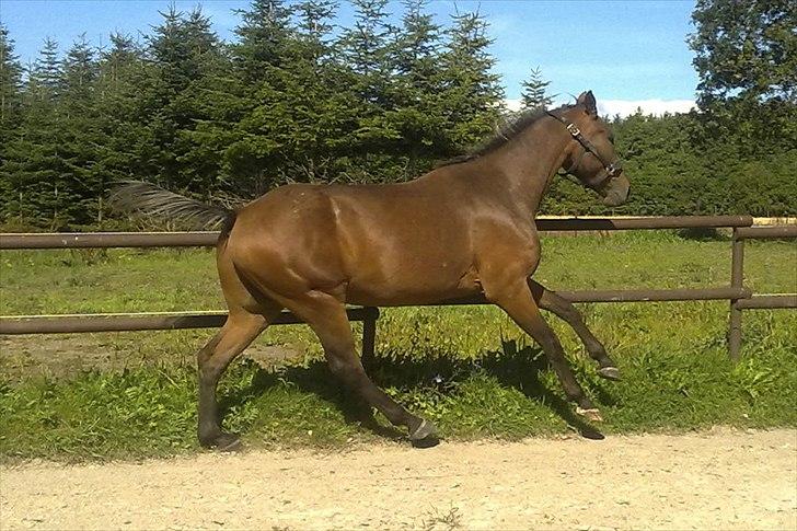 Anden særlig race Lando - fuld galop billede 11