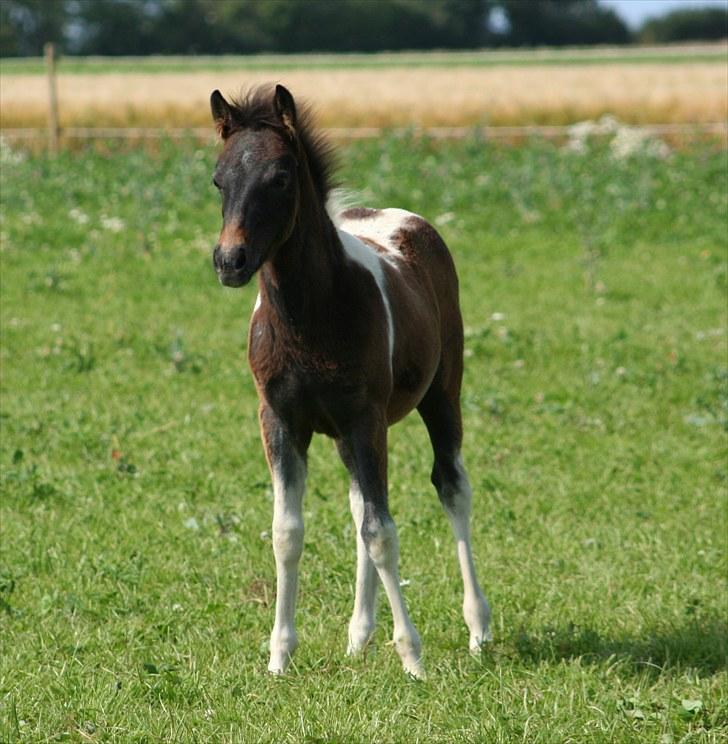 Tysk Sportspony Holtegårdens Bandit SOLGT - 19. Bandit som føl  billede 19