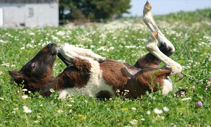 Tysk Sportspony Holtegårdens Bandit SOLGT - 20. Bandit igen ;) billede 20
