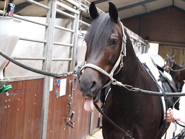 Hollandsk Sportspony Black Boy billede 14