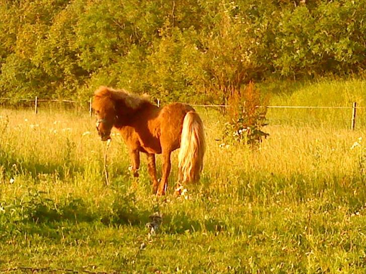 Shetlænder Asterix SOLGT billede 16