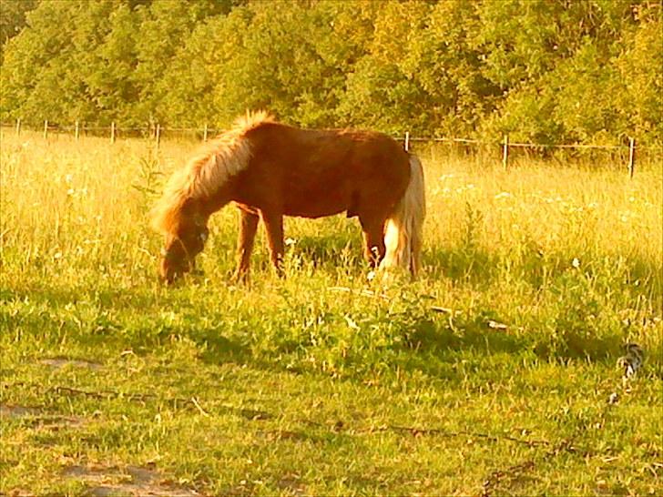 Shetlænder Asterix SOLGT billede 17