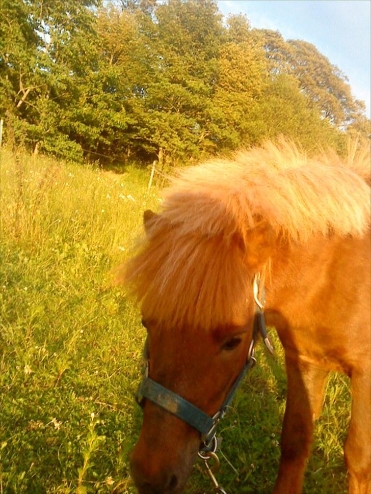 Shetlænder Asterix SOLGT billede 18