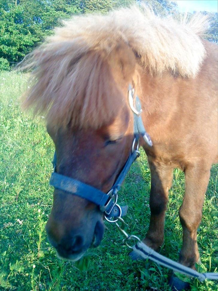 Shetlænder Asterix SOLGT billede 19