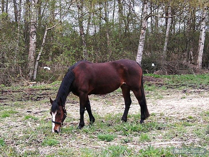 Anden særlig race Maddie "solgt" - Ude på marken da jeg lige havde fået hende hjem (: billede 4