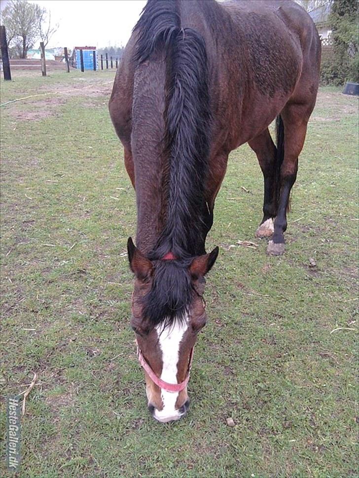 Anden særlig race Maddie "solgt" - 1 gang jeg så hende (': Verdens BEDSTE dag! :')
 billede 5