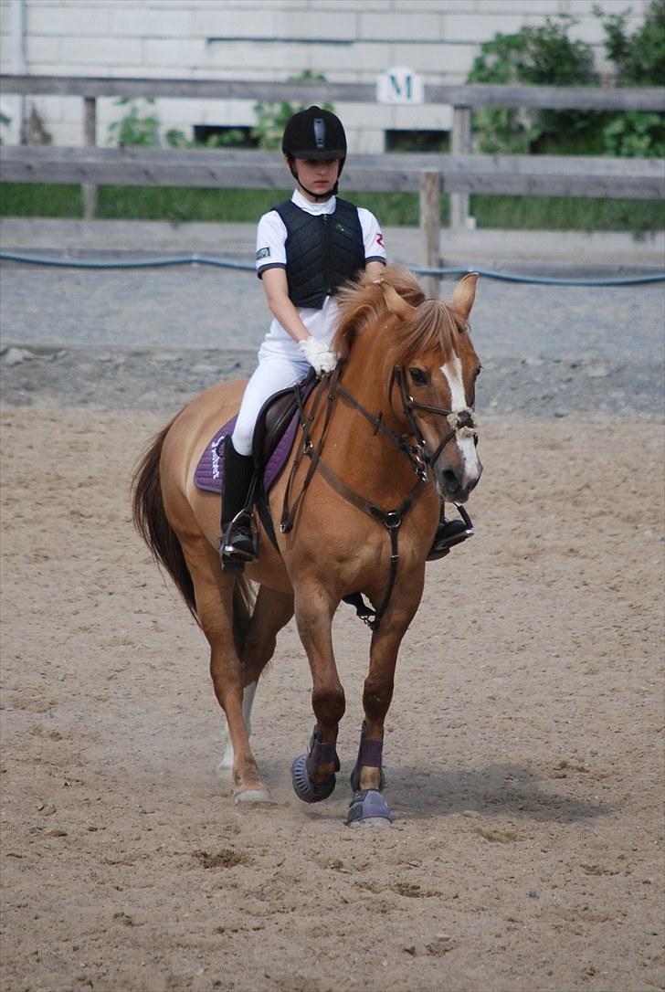 Anden særlig race Golden Amber..Hjemme igen<3 billede 14