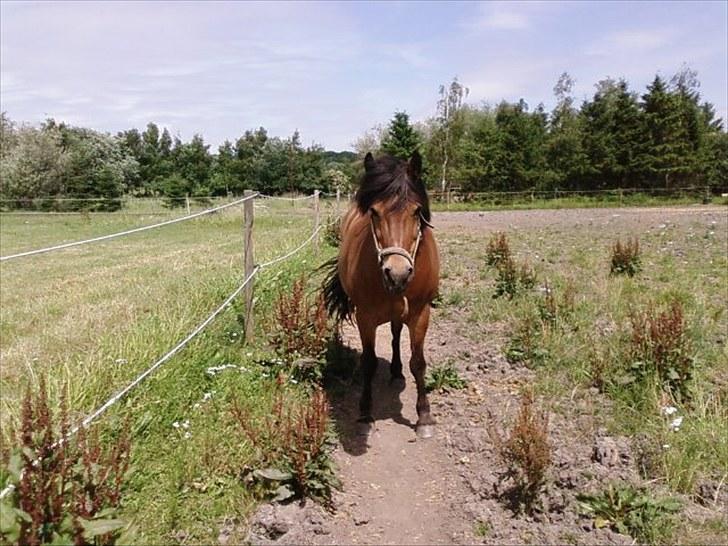 Anden særlig race Aagårdens Tess (Nullsen) - <3 billede 8