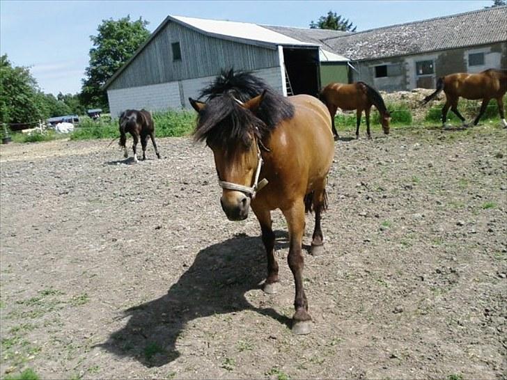 Anden særlig race Aagårdens Tess (Nullsen) billede 9