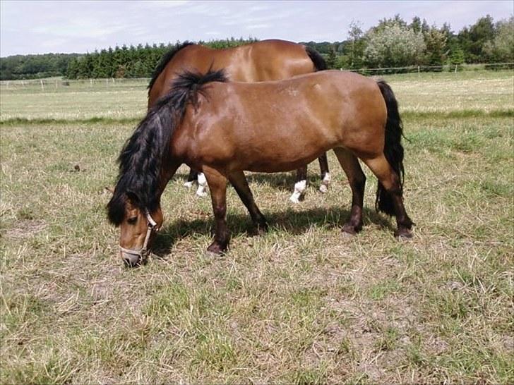 Anden særlig race Aagårdens Tess (Nullsen) - Nullsen spiser<33 billede 10