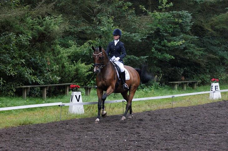 Dansk Varmblod May Landuc - Birgittelyst august 2010 billede 17