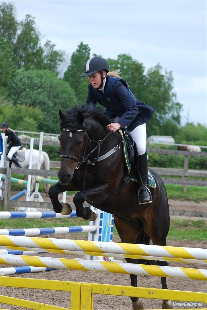 Hollandsk Sportspony Black Boy billede 16