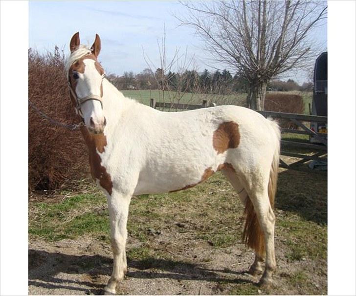 Pinto Svalebos Jasmin billede 2