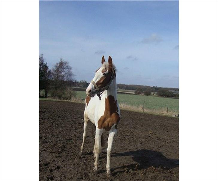 Pinto Svalebos Jasmin billede 3