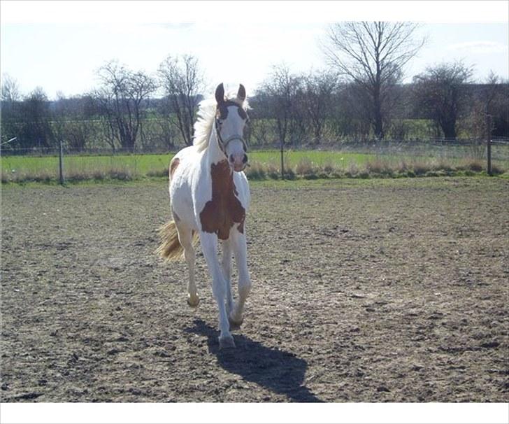 Pinto Svalebos Jasmin billede 4