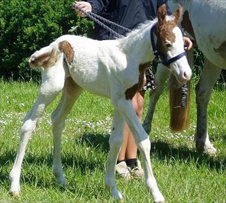 Pinto Svalebos Jasmin billede 5