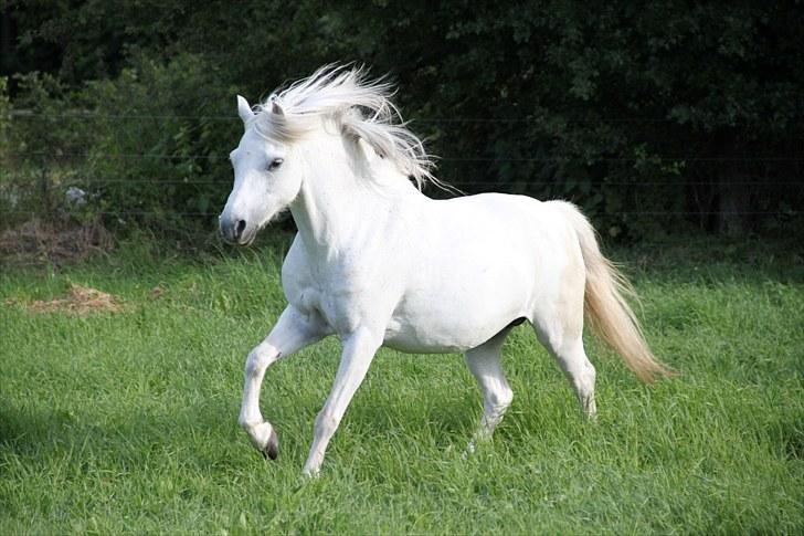 Welsh Mountain (sec A) Rosengårdens Jasmin - N Y T ! denne sommere bliver så fantastisk, så længe den bliver med dig Sjaske<3..... billede 14