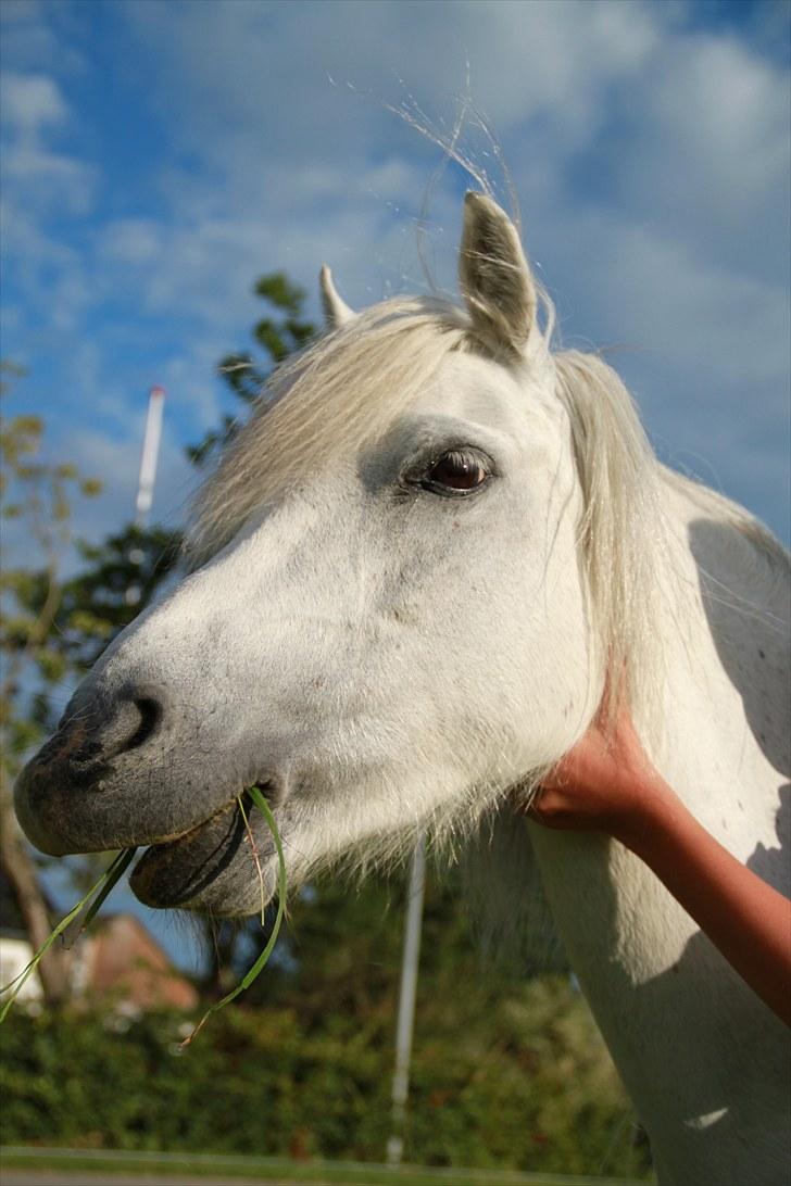 Welsh Mountain (sec A) Rosengårdens Jasmin - haha... elsker dig Sjakske<3!! billede 15