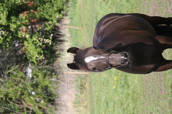 Anden særlig race Damgårdens La Coer! DP<3 - La-Coer om sommerne<3 Fotograf: miig billede 8