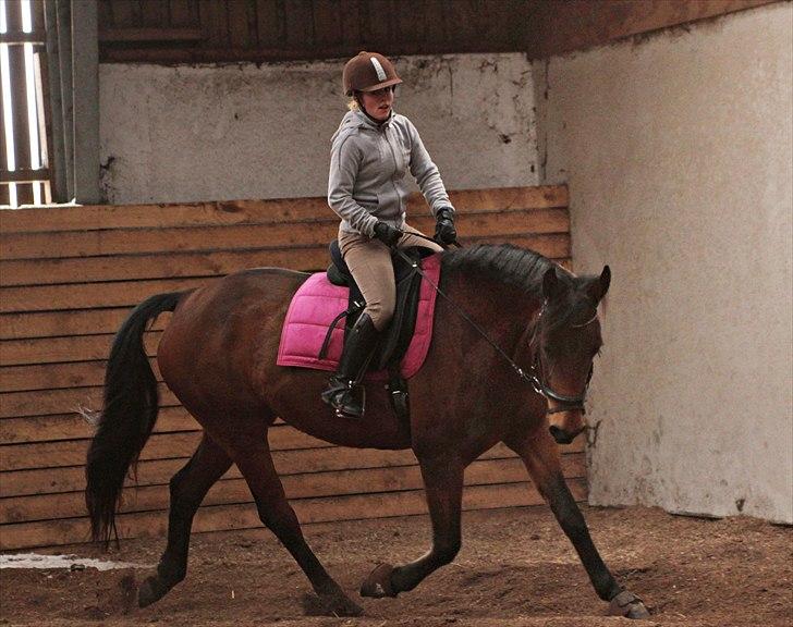 Anden særlig race Shania | R.I.P Savnet! - Fotograf: Louise Pilgaard billede 2