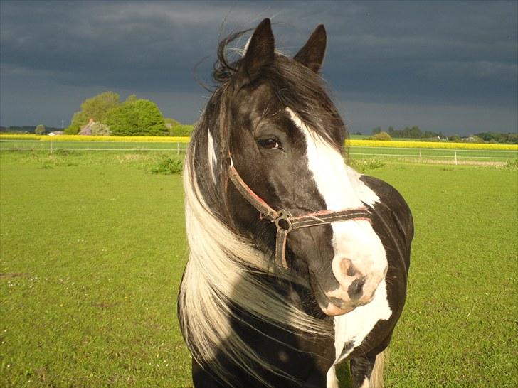 Tinker  Mama Danger. billede 9