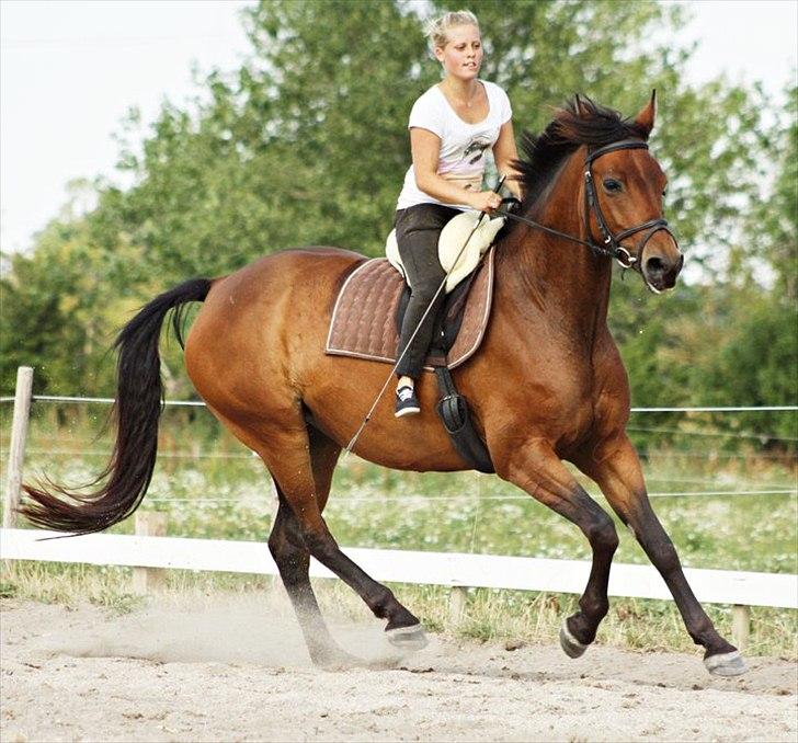 Anden særlig race Shania | R.I.P Savnet! - 10. 27/7-10 - Galop trænes på udendørs banen <3 Fotograf: Louise Pilgaard billede 16
