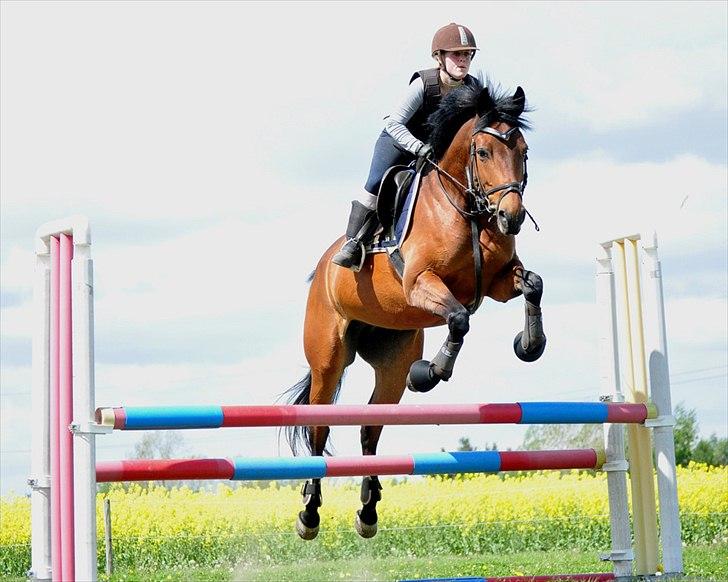 Anden særlig race Shania | R.I.P Savnet! - spring  d. 13-05-2011 Oxer 1 meter :) Fotograf: Nadja Larsen billede 9