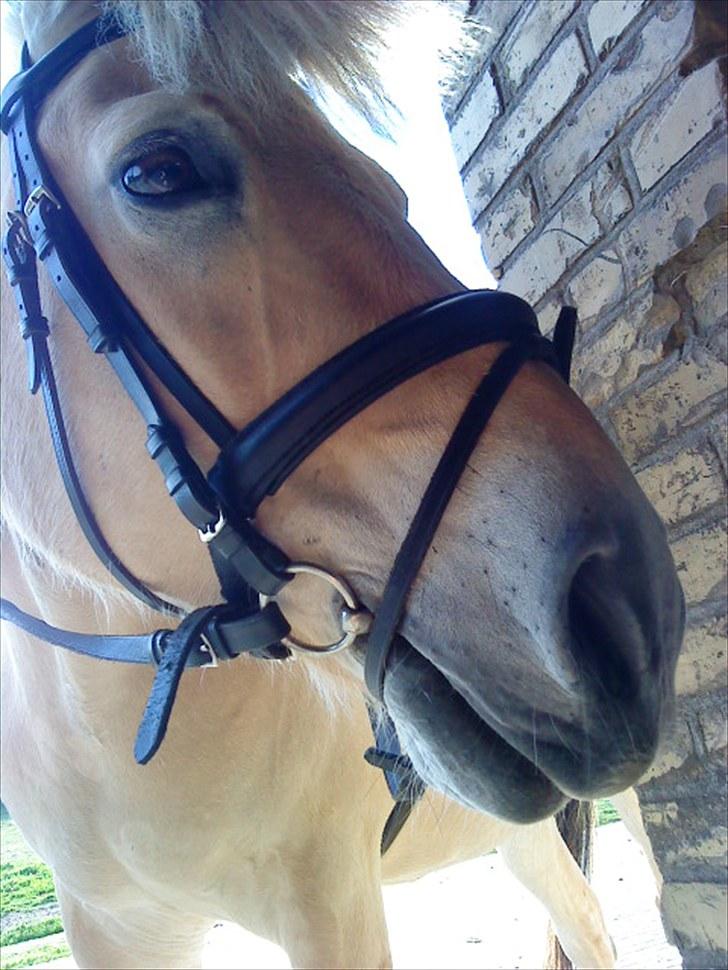 Fjordhest Pyrus <3 /DrømmeHest/ - Nuurh hvor er du sweet skatter <3 billede 12