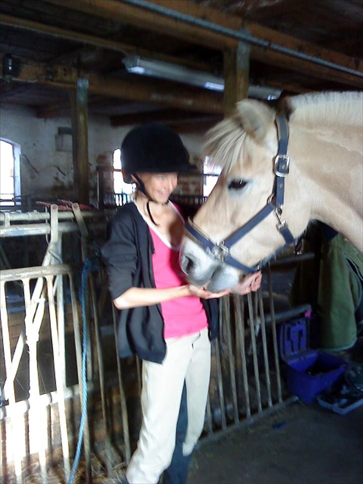 Fjordhest Pyrus <3 /DrømmeHest/ - Du fortjener en godbid d: <3 billede 13