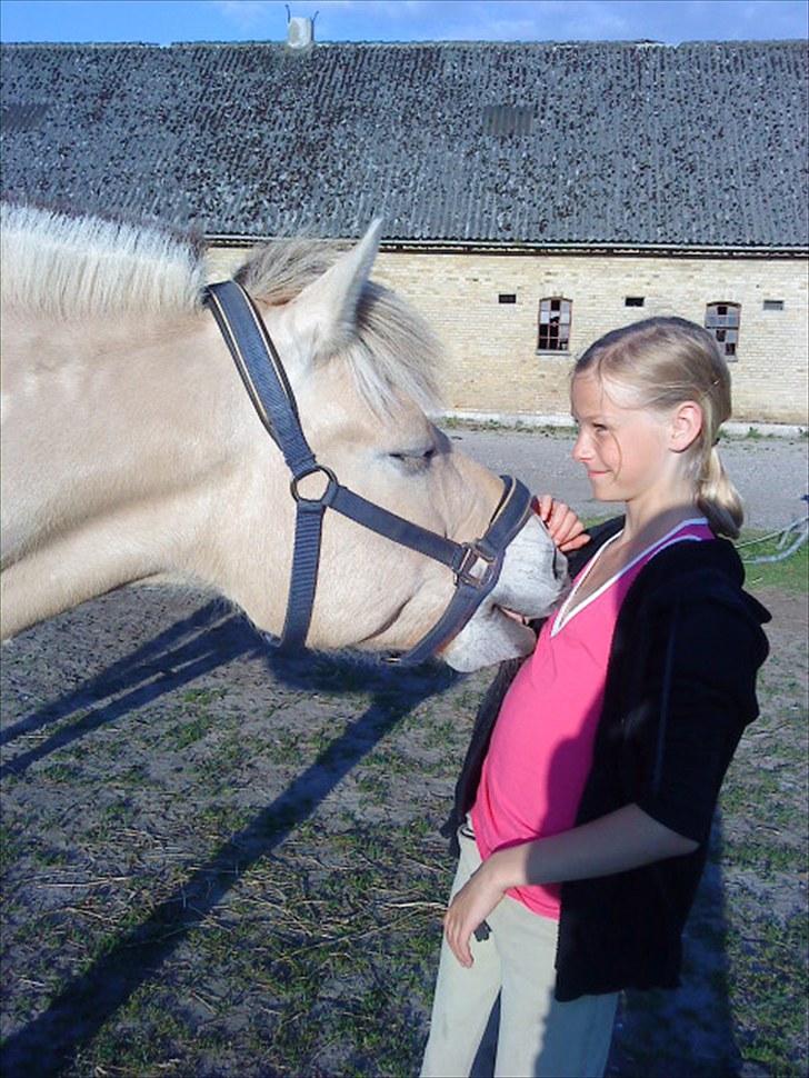 Fjordhest Pyrus <3 /DrømmeHest/ - Gnubbe gnubbe :D Hvor du kærlig skat! <´3 billede 15
