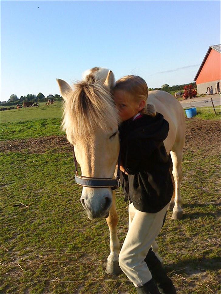 Fjordhest Pyrus <3 /DrømmeHest/ - Mys mys :-* I <3 U!  billede 16