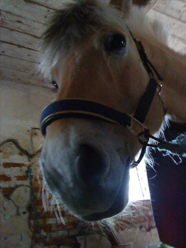 Fjordhest Pyrus <3 /DrømmeHest/ - Kuk Kuk lille Marie <3 :-*  billede 17