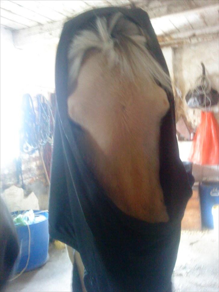 Fjordhest Pyrus <3 /DrømmeHest/ - Pas på! Jeg er en farlig undertrøje tyv :-* :b billede 18