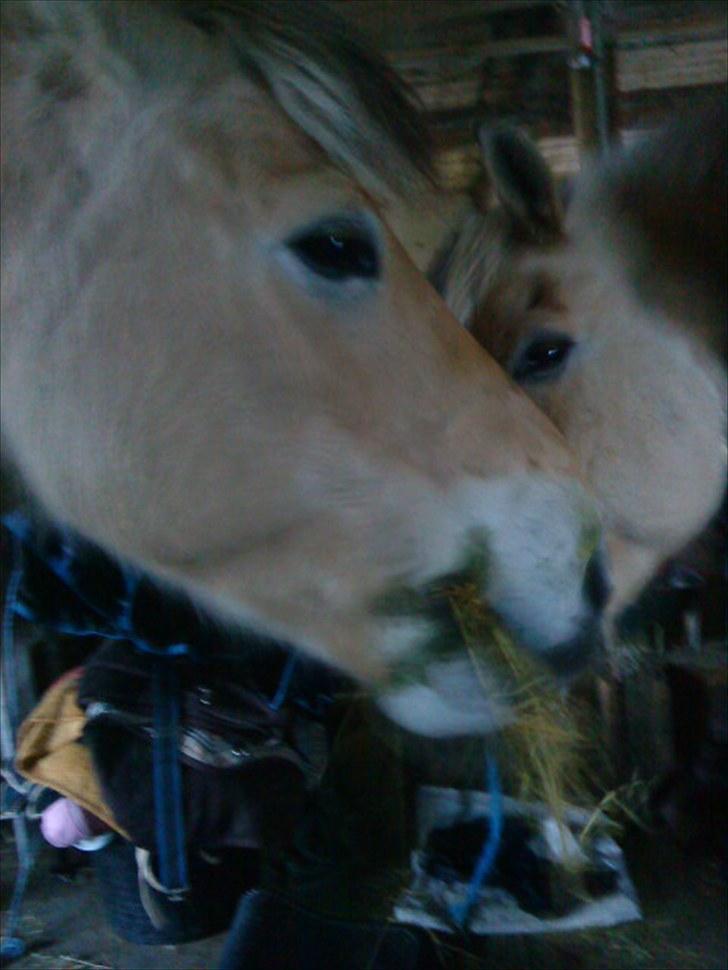 Fjordhest Pyrus <3 /DrømmeHest/ - Gumle gumle. Skal vi dele eller vil du bare tage det fra mig Lucca? :D billede 19