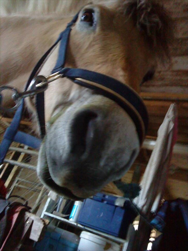 Fjordhest Pyrus <3 /DrømmeHest/ - Er det mig, eller er I bare små? ;b billede 20