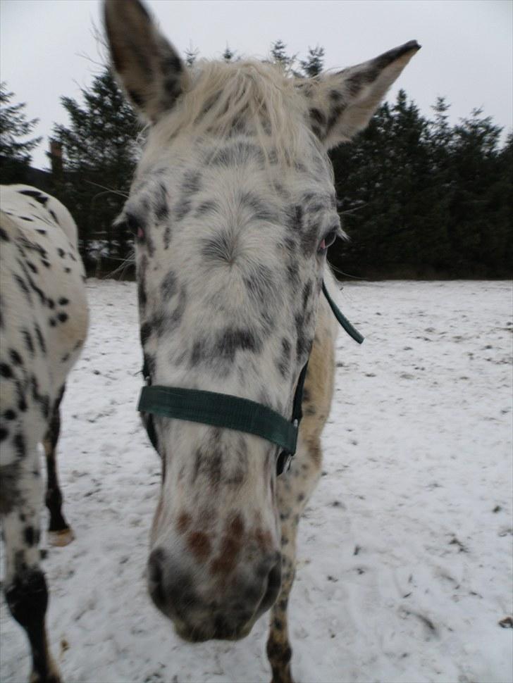 Knabstrupper Friis' Claudia KNN 2513 - Hva´det du har der? billede 5