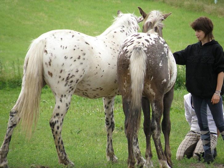 Knabstrupper Friis' Claudia KNN 2513 - Hvorfor sidder du der på jorden Nathalia? billede 6