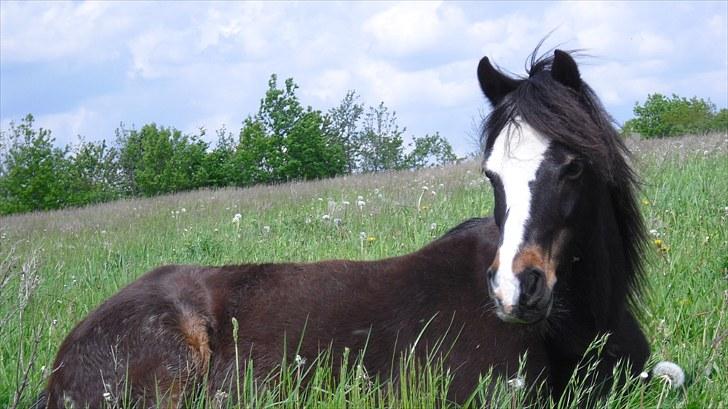 Welsh Mountain (sec A) Laban billede 15