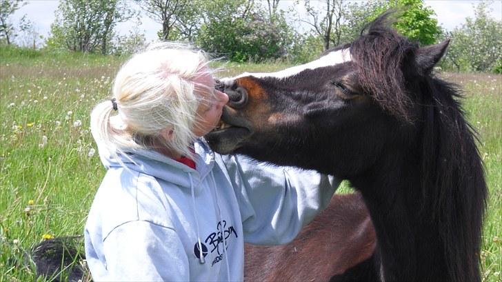 Welsh Mountain (sec A) Laban - Elsker dig tykke <3 billede 16