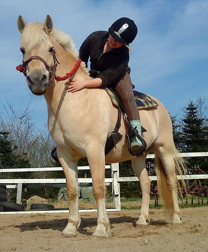 Fjordhest Skovvejens Rødtop (tidl part) billede 8