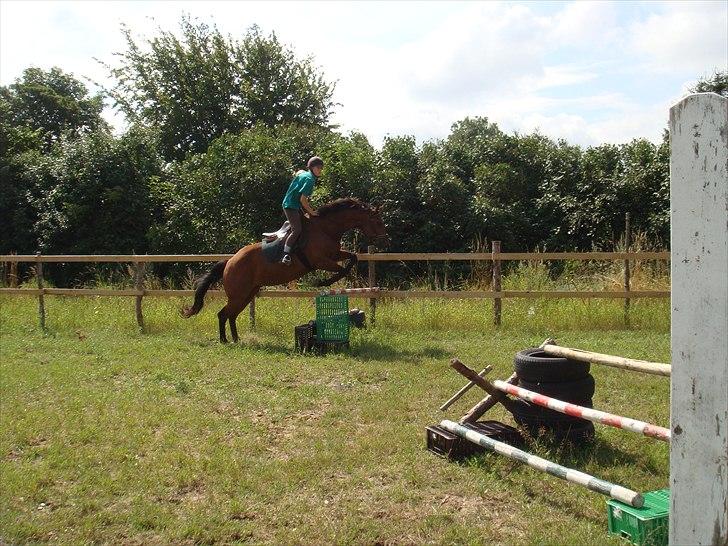Dansk Varmblod Mølleåens Svetlana - Kreative spring billede 15